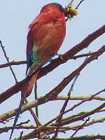 Carmine Bee-eater Carmine Bee-eater